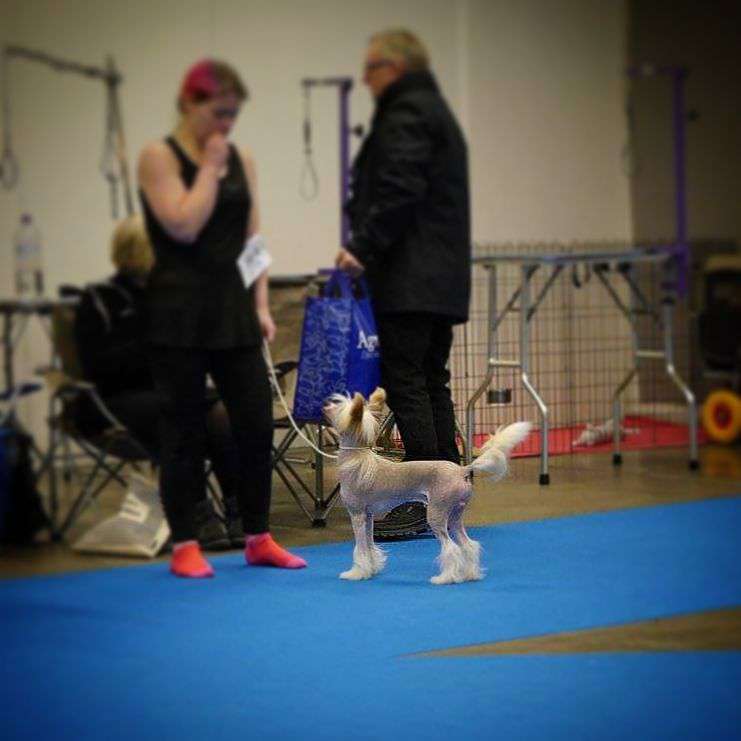 Super Crests Deepred Ruby