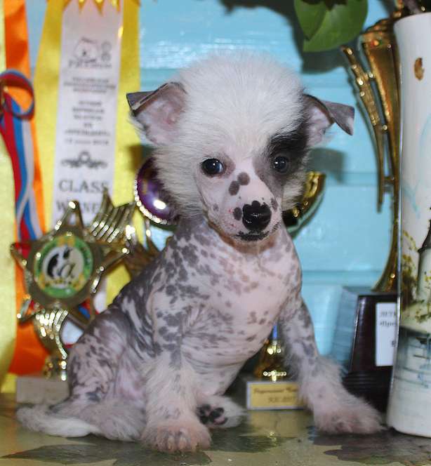 Angel O' Check Donald