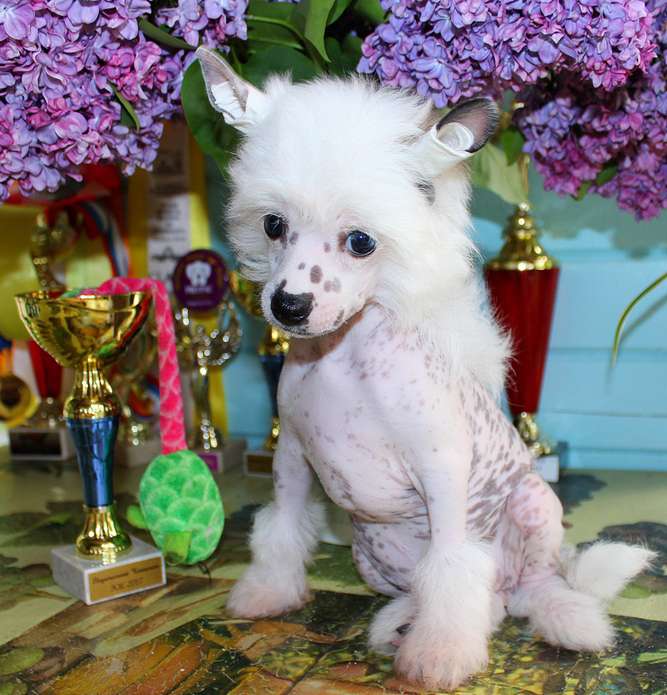 Angel O' Check Darinka