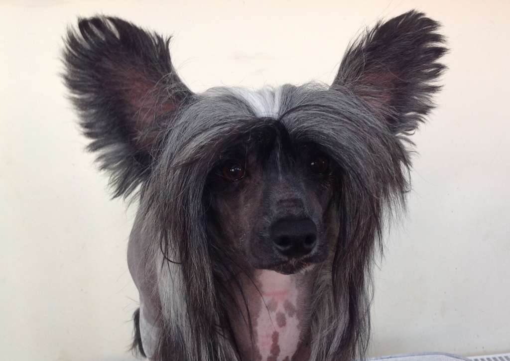 Golden Gate Heybett Avec Debrita