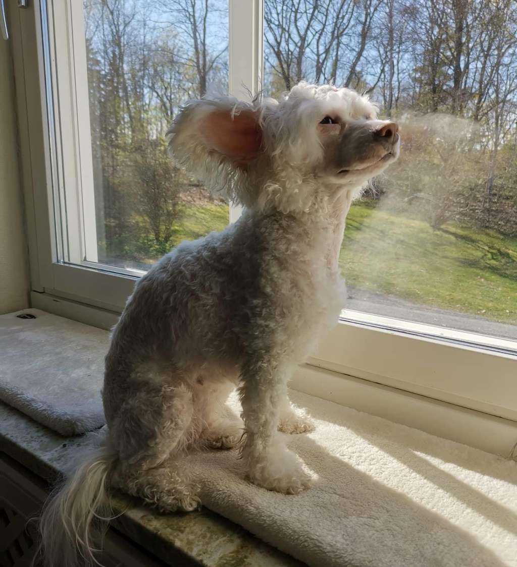 Smedbys Girl Next Door Went A Walk