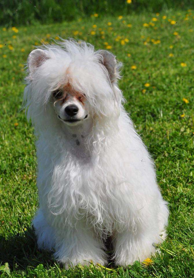 Smedbys Good Luck Charm