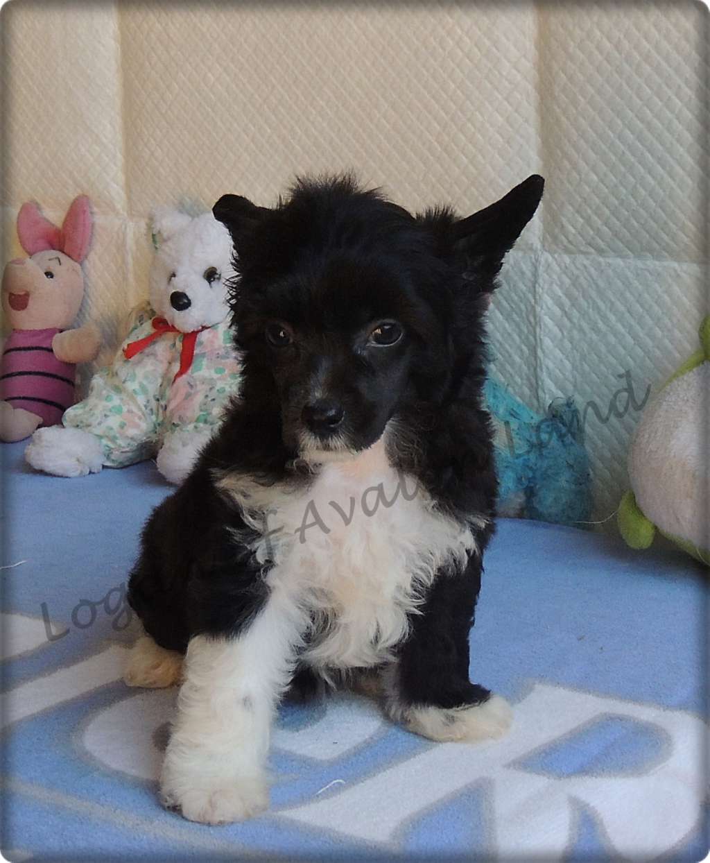 Logan Pp Of Avalon Land