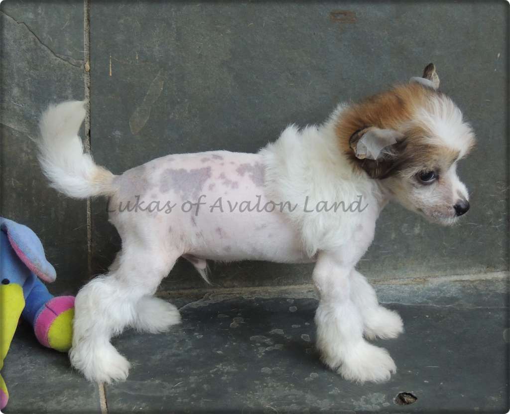 Lukas Hl Of Avalon Land