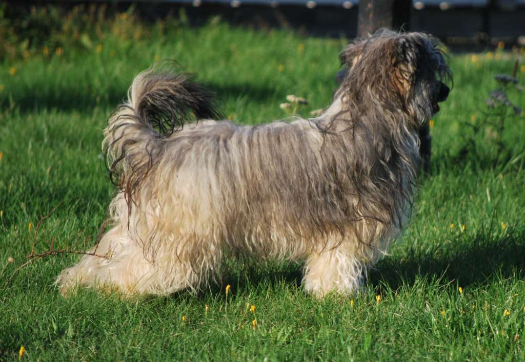 Kryddhundens Pimenta Puma