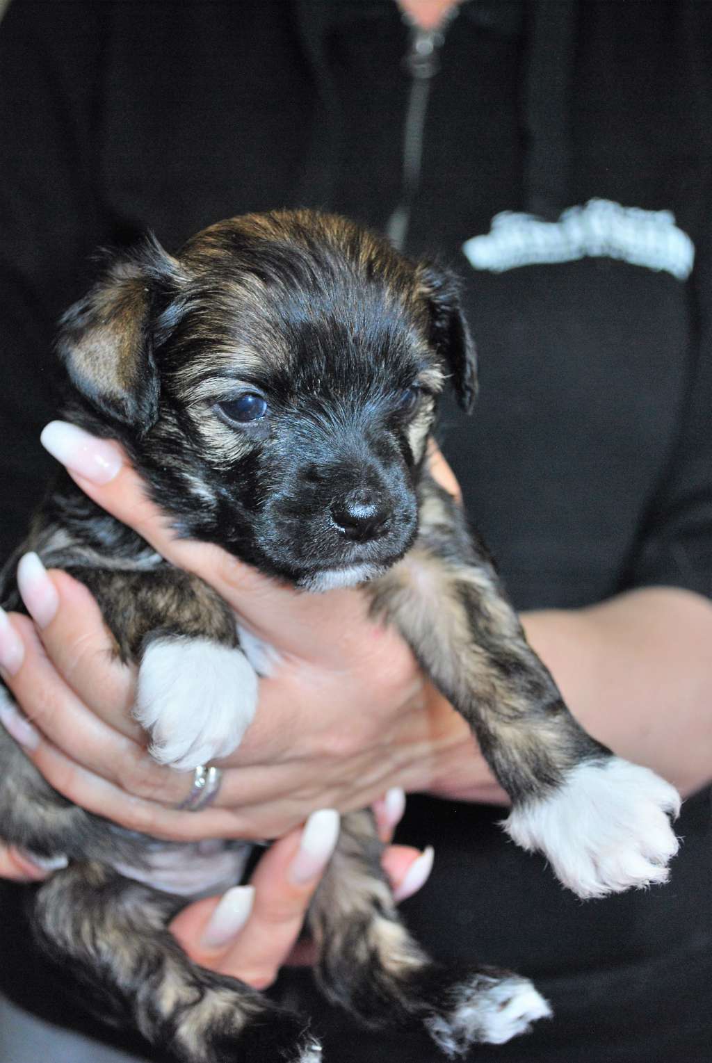 Kryddhundens Purple Tiger