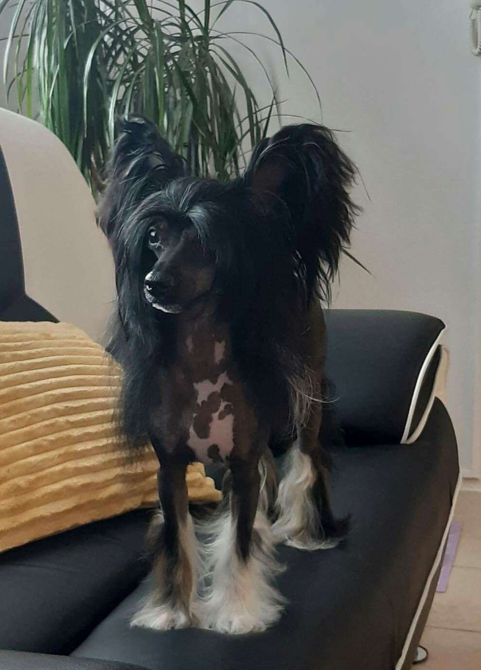 Bellis Chinese Dynasty Family