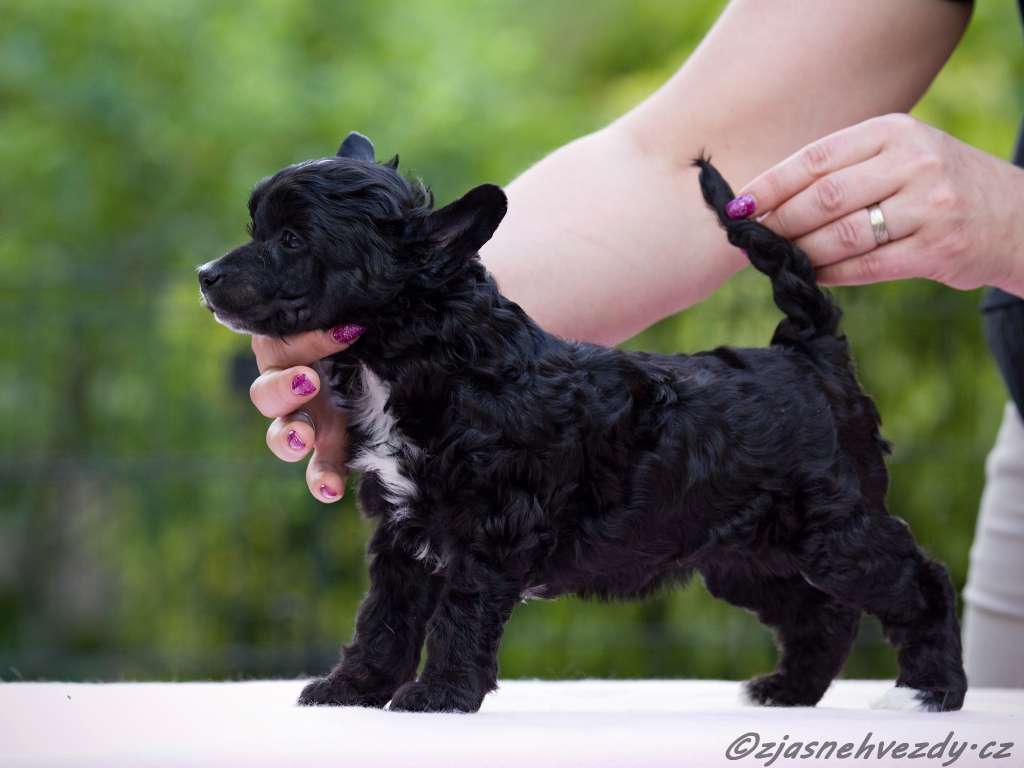 Bisset Chinese Dynasty Family