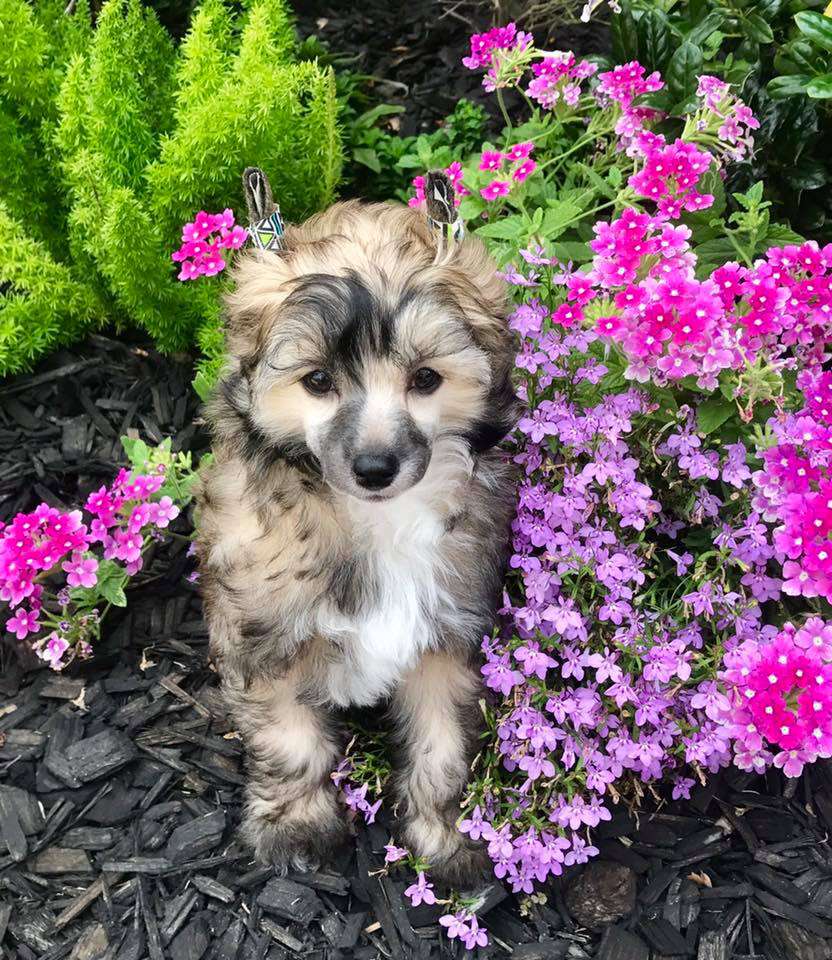 Gracieux Let The Sparks Fly