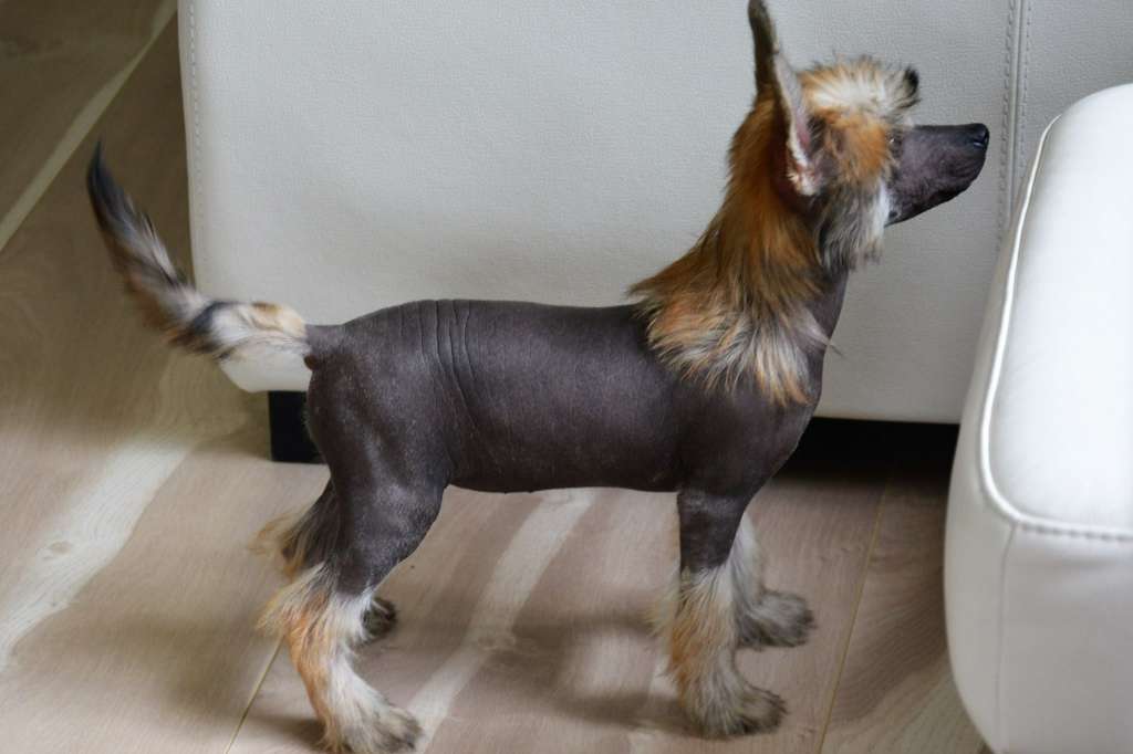 Aurora Borealis Aschabey