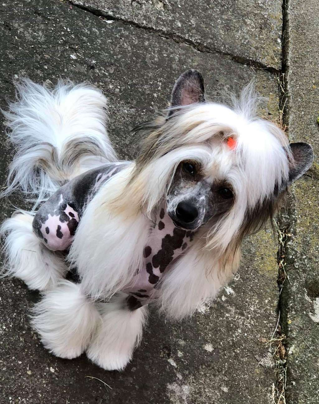 Armful Of Tiger Aschabey