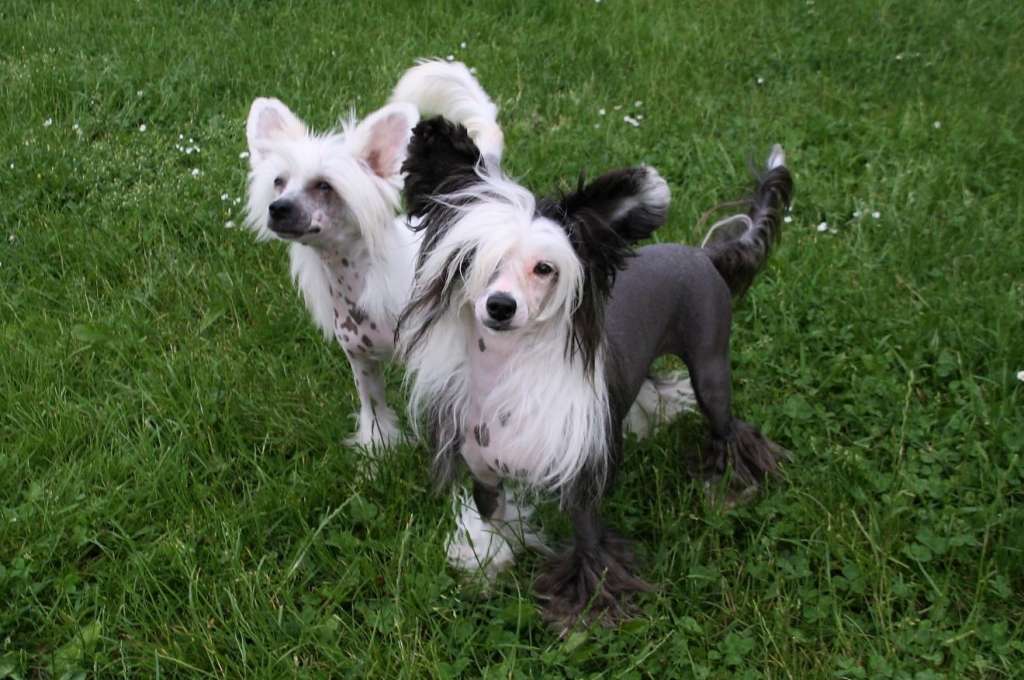 Be My Dog's Rent Me A Bentley