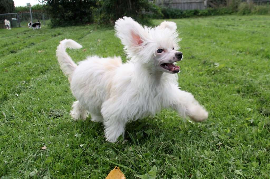 Be My Dog's Razzle My Tazzle