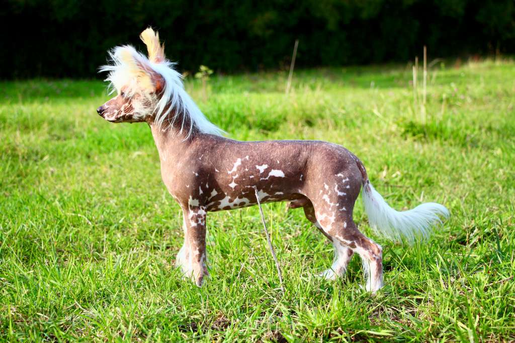 Wings of the King Tip-Top Magic