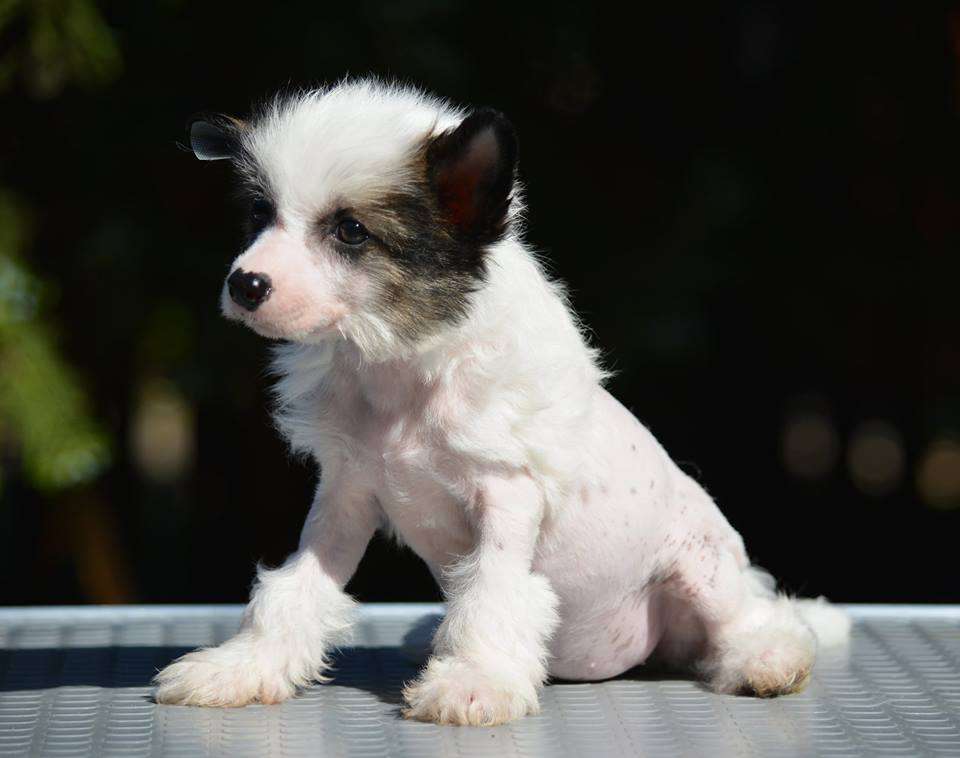 Wings of the King Tangle Angel