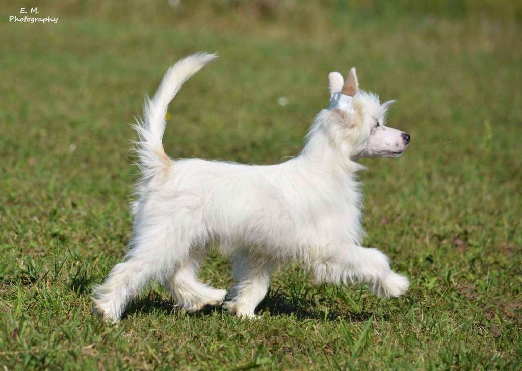 Wings of the King Take it Easy