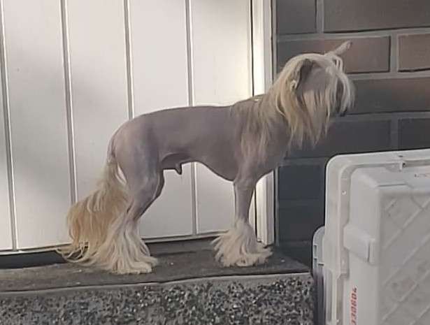 Dogventures Bewitched At Stormblåstens