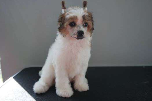 Afrikos Fortuna Buon Giorno