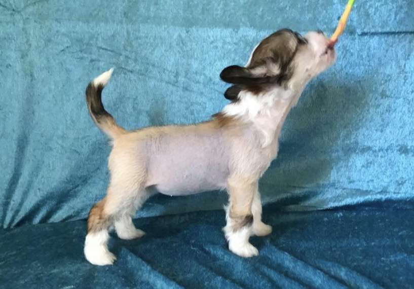 Nomilas Freedom Of Speech