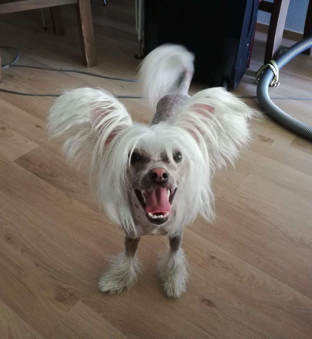 Viavrois Angel Lookalike