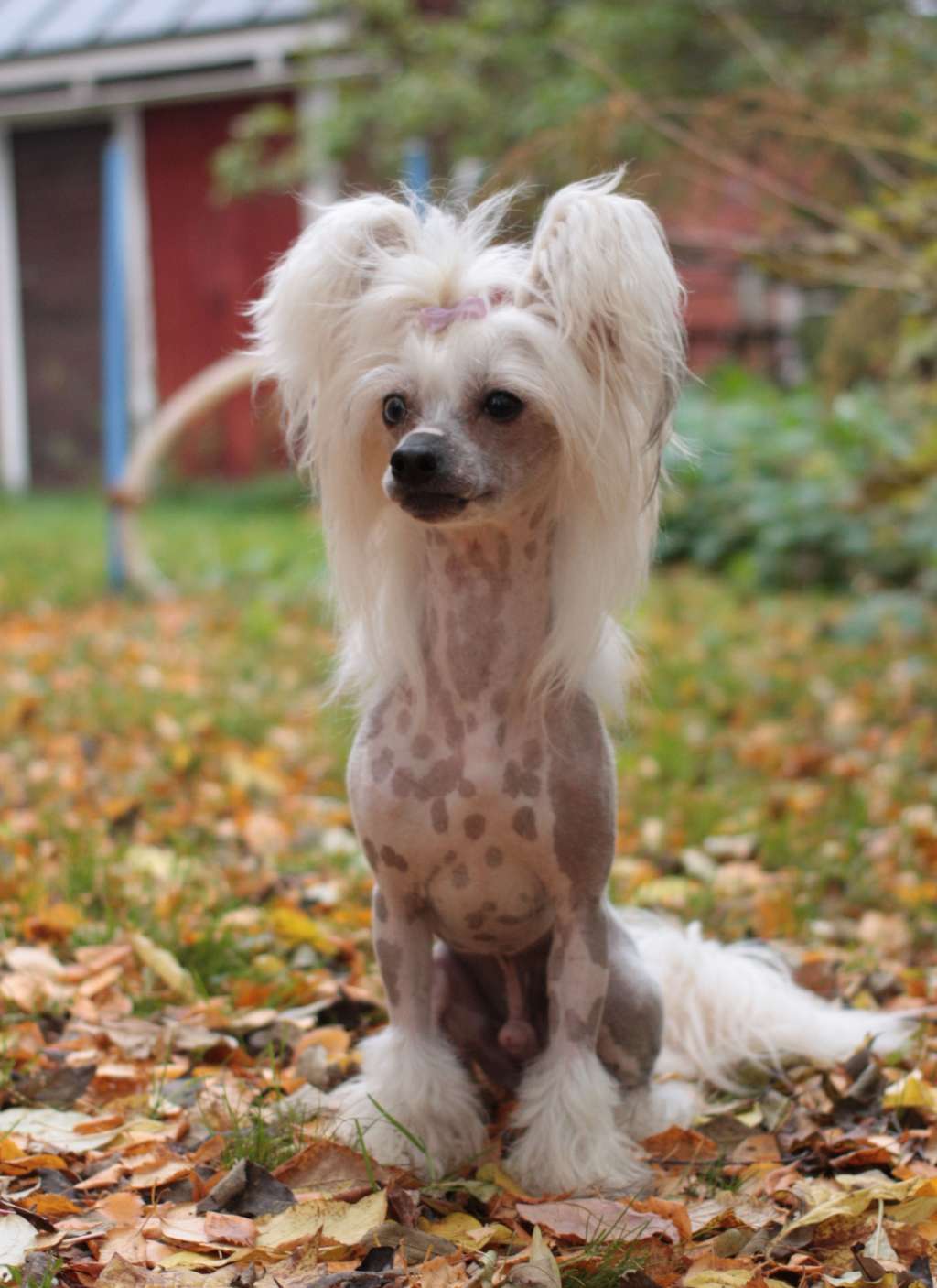 Viavrois Amazing Adonis