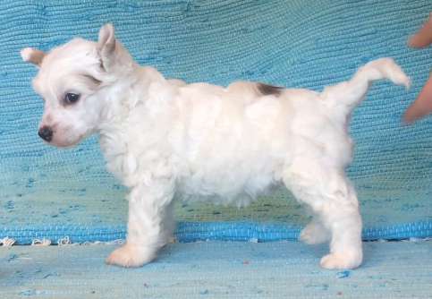 Prefix Prince of Troy