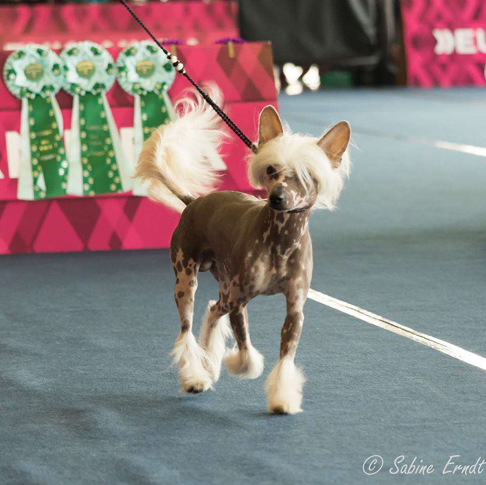 Bailey Sweet Moments