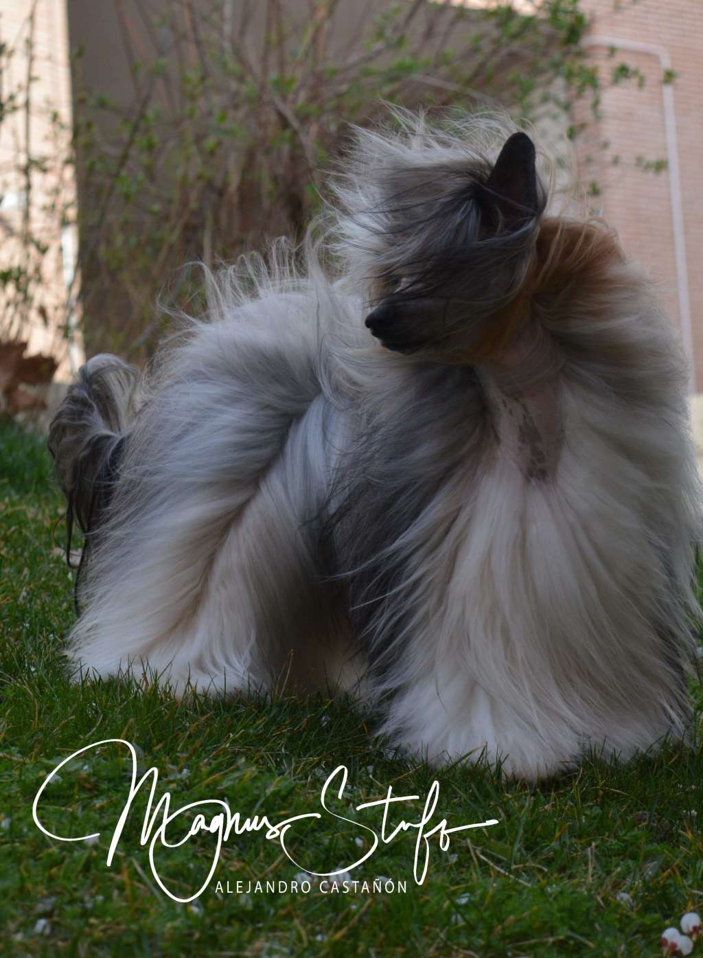 CH. Magnus Staff Tina d'Almardá