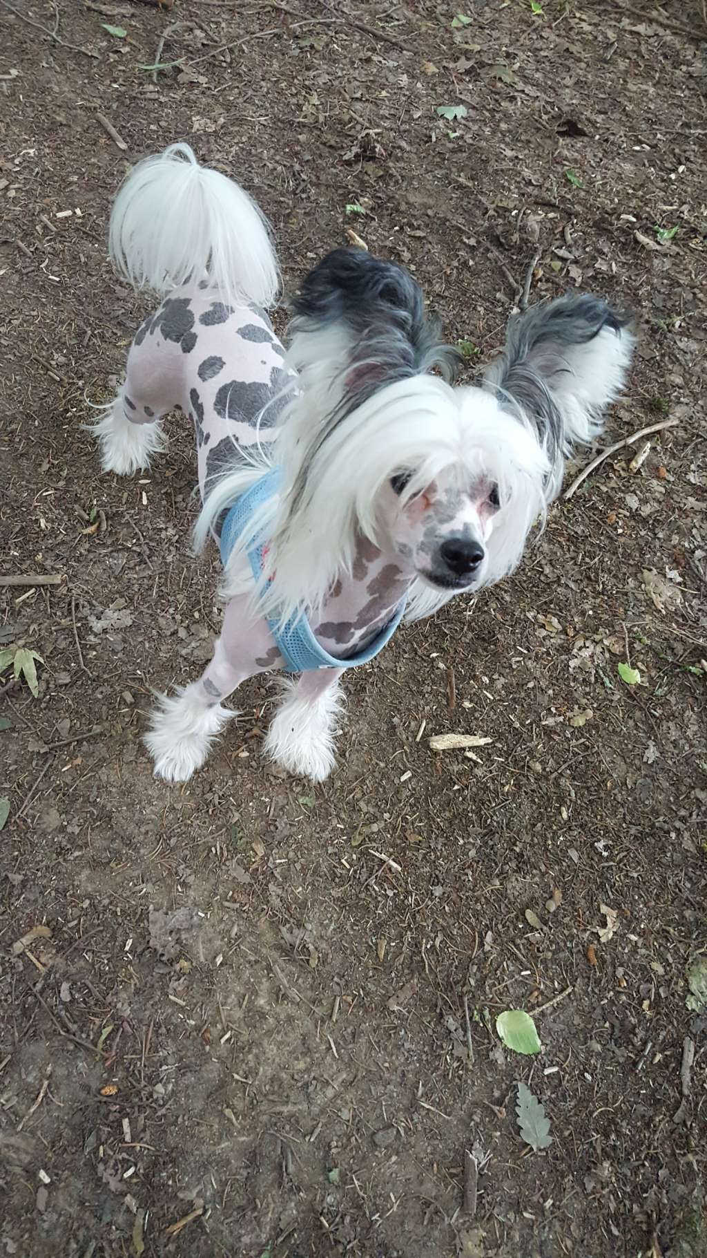 Angel O' Check Bambi