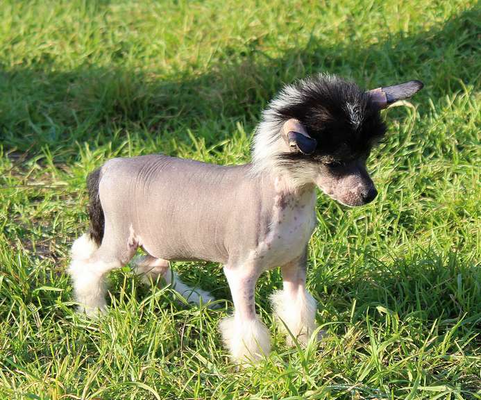 Angel O' Check Glicinia