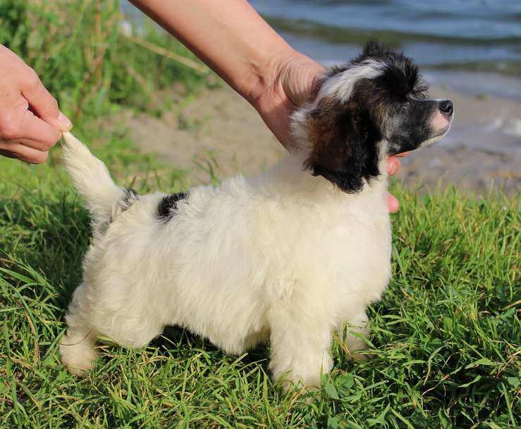 Angel O' Check Gloksinia