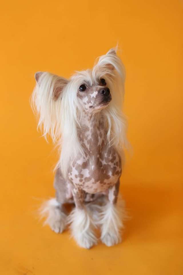 Dressing Up Victory's Laurel