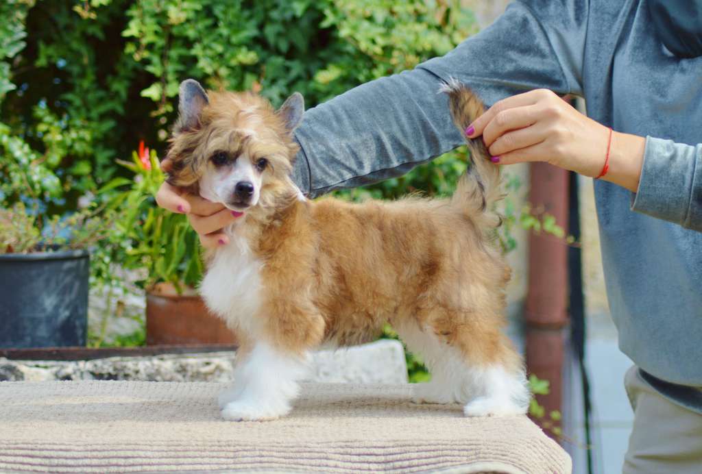 Don't Touch Victory's Laurel