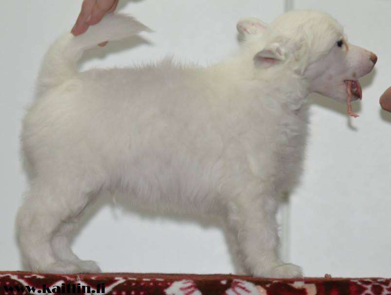 Kaitlin Prince Kazuyuki