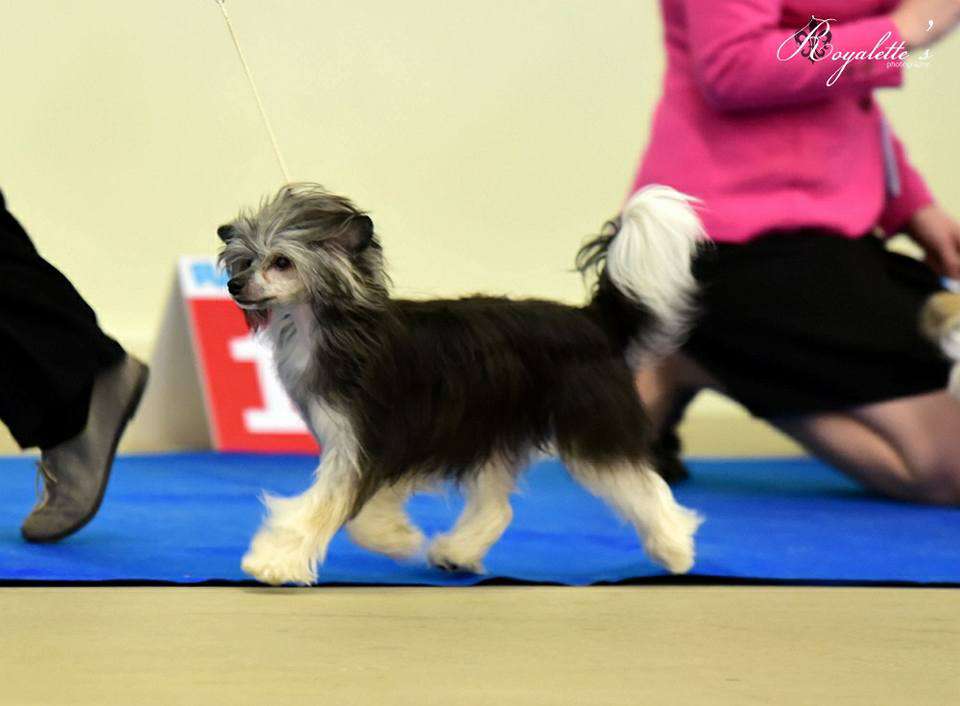 Herttileidin Musta Tulkoon Meteliä