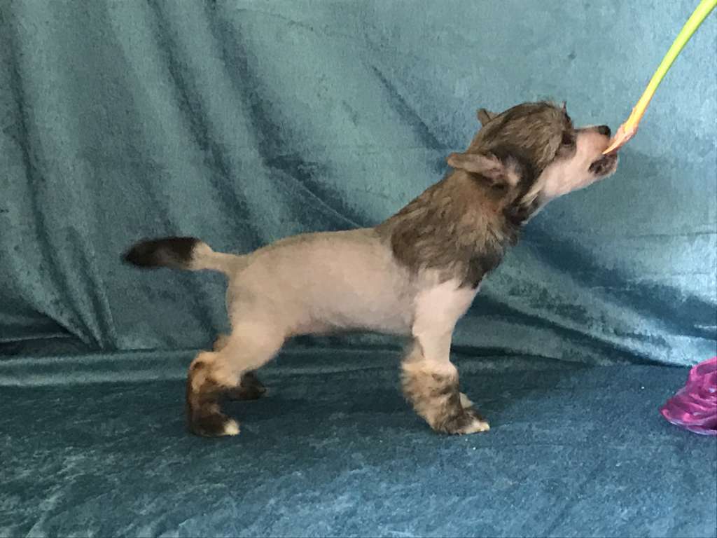 Nomilas Grace Of Glory