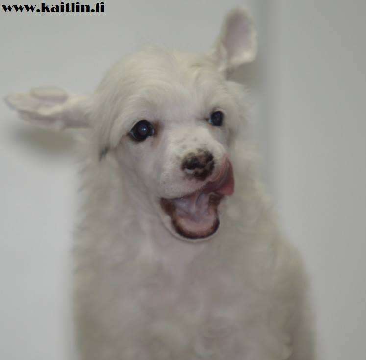 Kaitlin Princess Kaguya