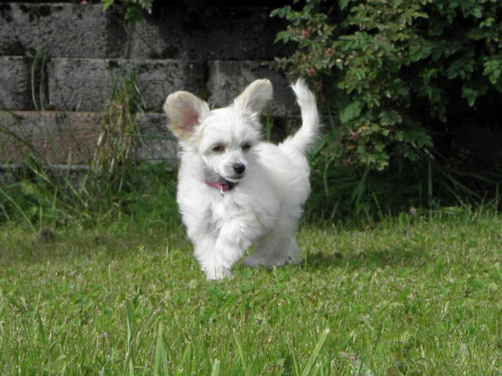 Drömtorpet's Deguello de la Beanie