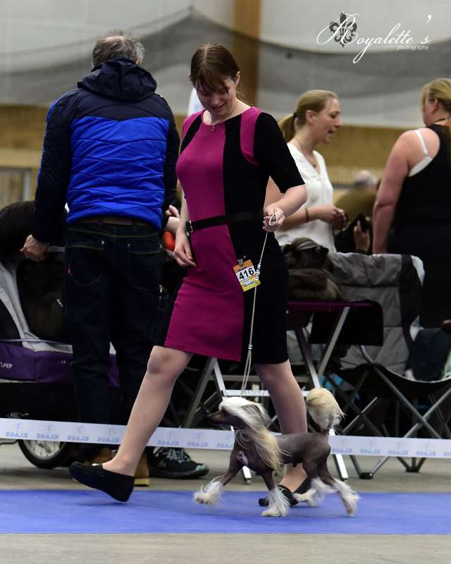 Drömtorpet's Mescalero de la Beanie