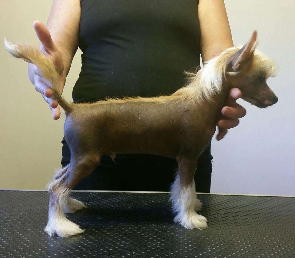 Drömtorpet's El Loco de la Beanie