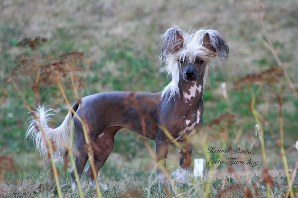 Pontaz Magica de Spell