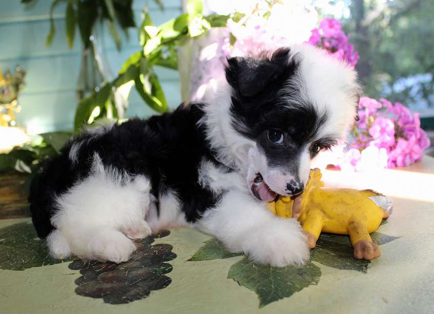 Angel O' Check Vinograd