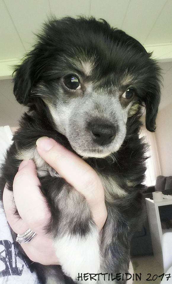 Herttileidin Musta Tulee Timanttine