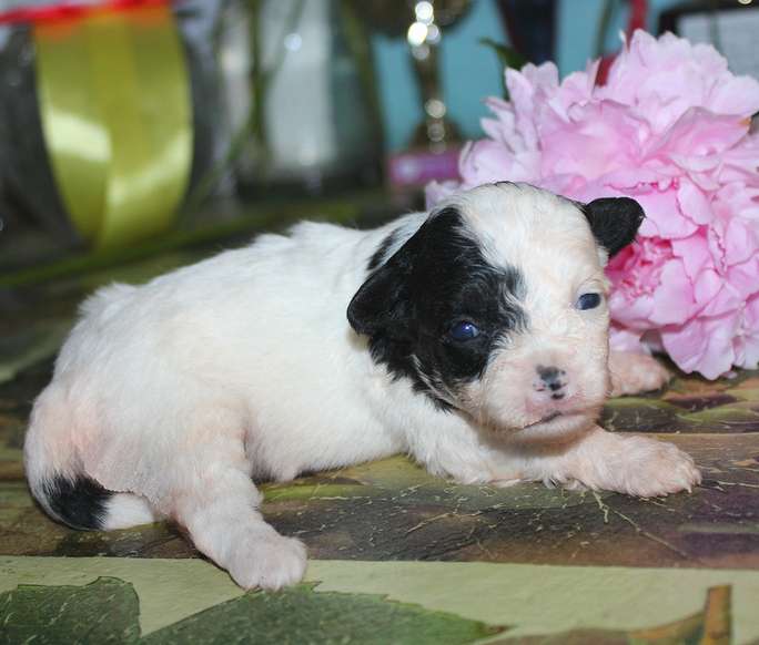 Angel O' Check Genevieva