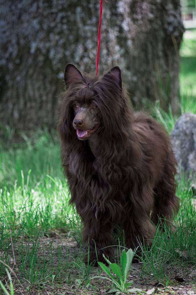 Charuyuschiy Soblazn The Lord of Hearts