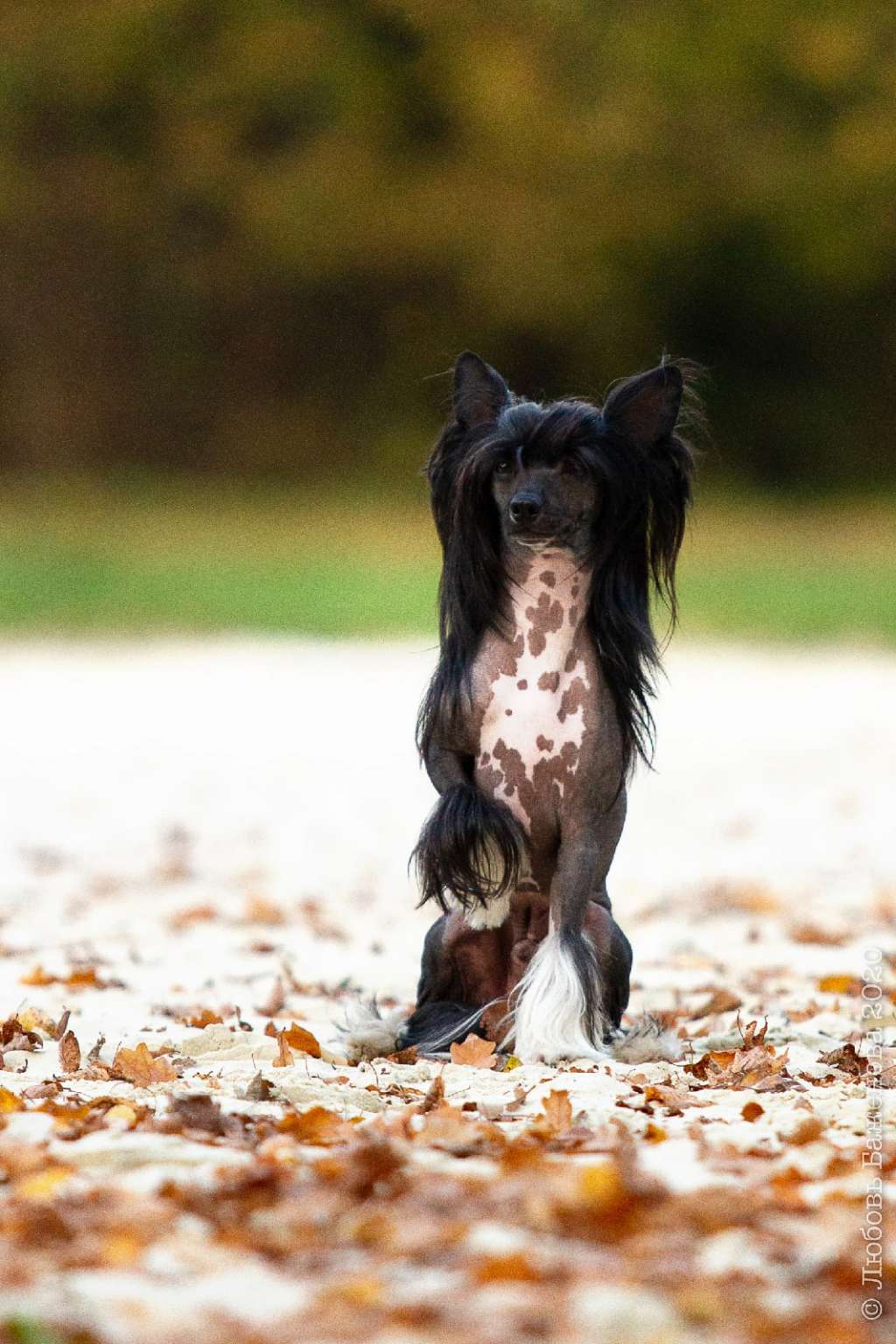 Ch. Charuyuschiy Soblazn Talisman Winner