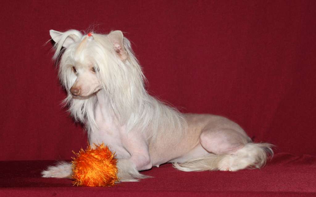 Charuyuschiy Soblazn True Velvet Rose