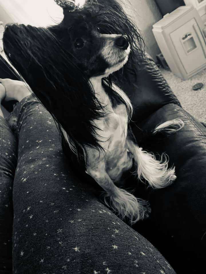 CH Sunlit's Party Naked