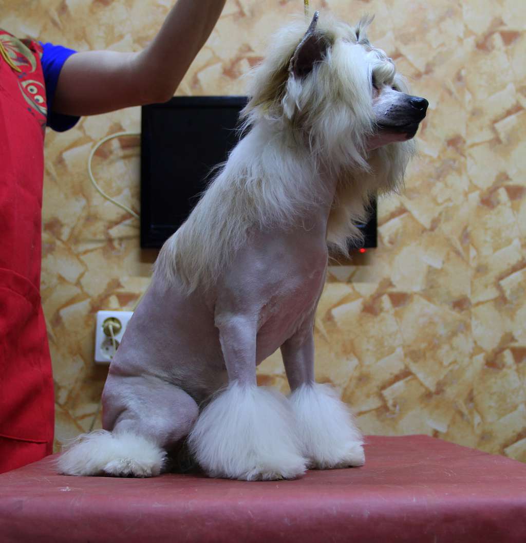 Moonlight Fantasy Gelica