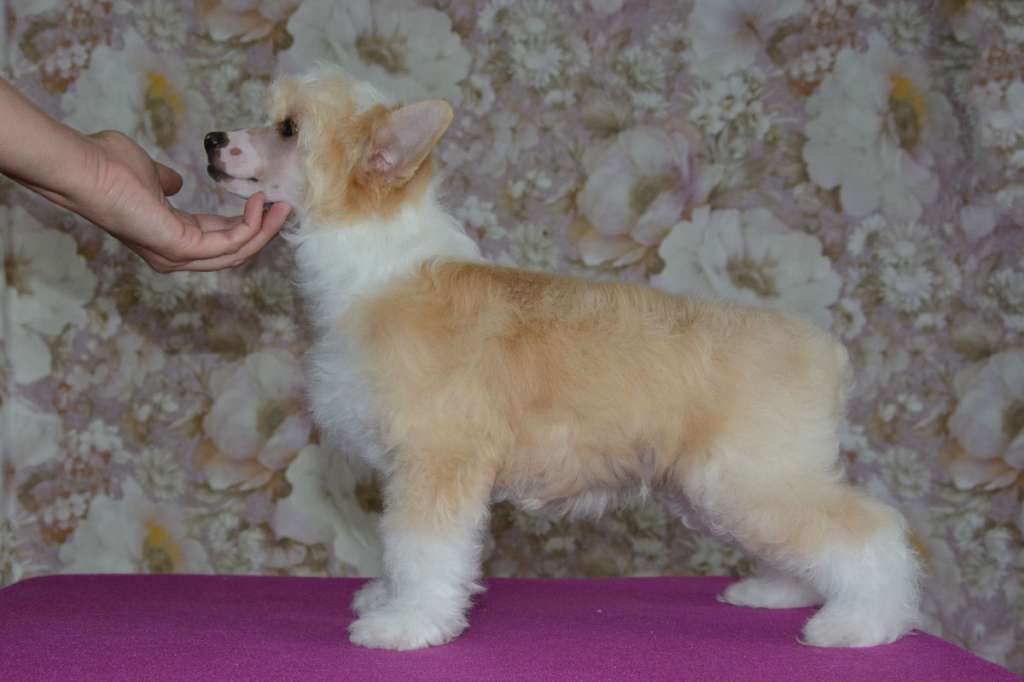 Danika Star Orange Mood